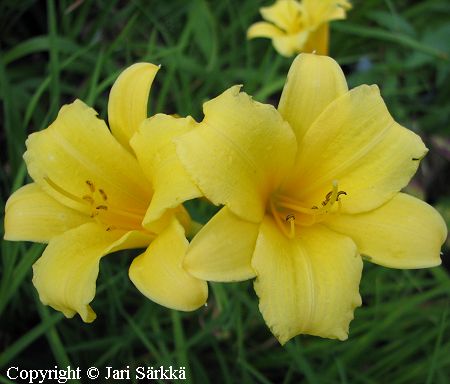 Hemerocallis Hybrida-Ryhm 'Penny's Worth', tarhapivnlilja